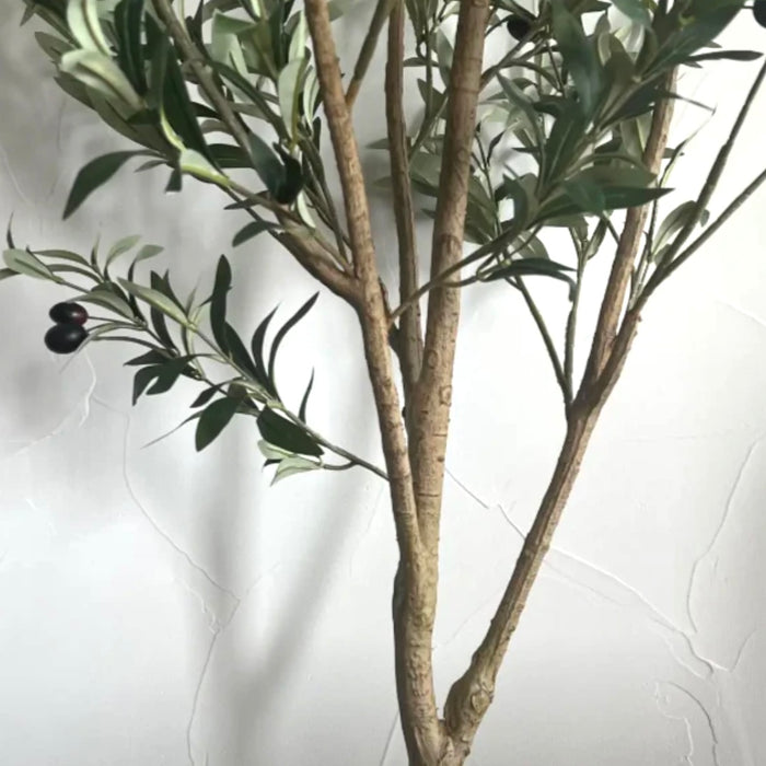 Olive Tree | 6 Foot