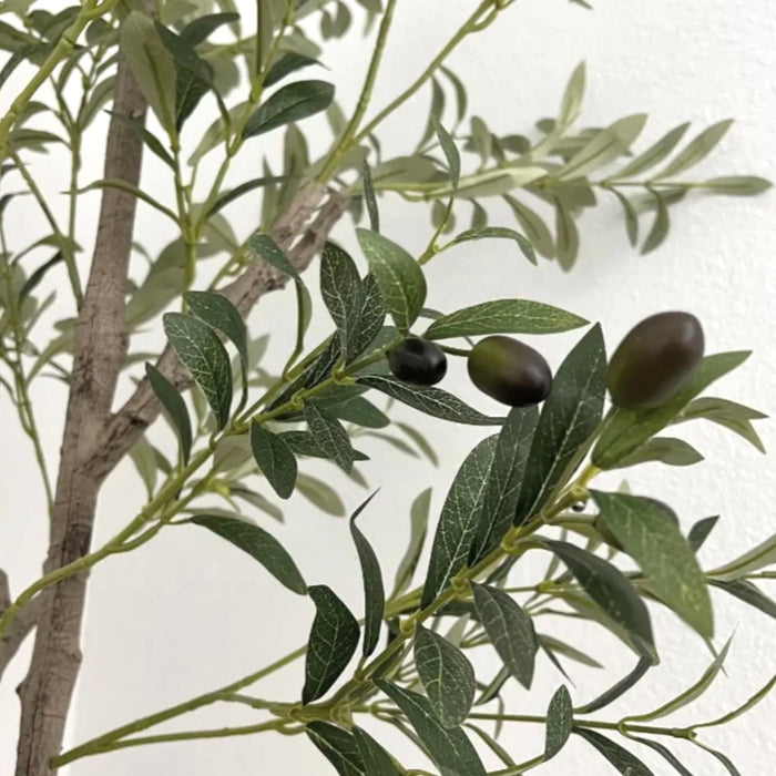 Olive Tree | 6 Foot