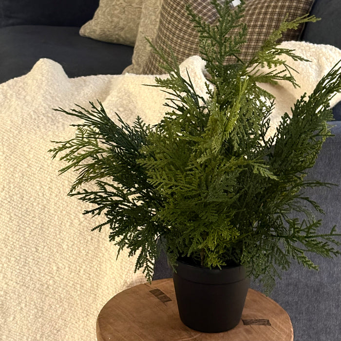 Fresh Touch Northorn White Cedar Tree