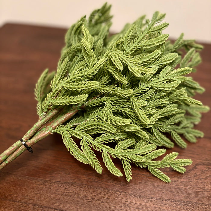 Fresh Touch Baby Norfolk Pine Bundle