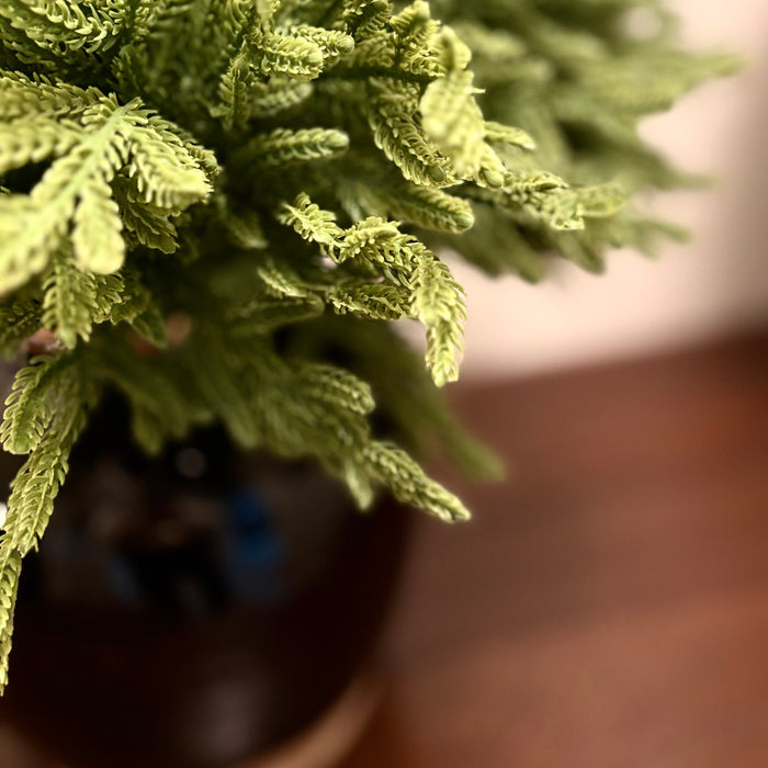 Fresh Touch Baby Norfolk Pine Bundle