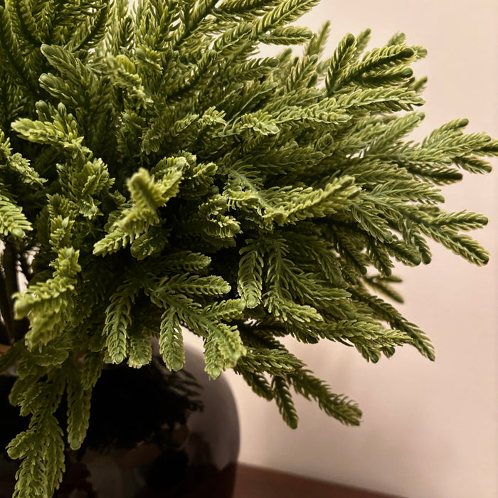 Fresh Touch Baby Norfolk Pine Bundle
