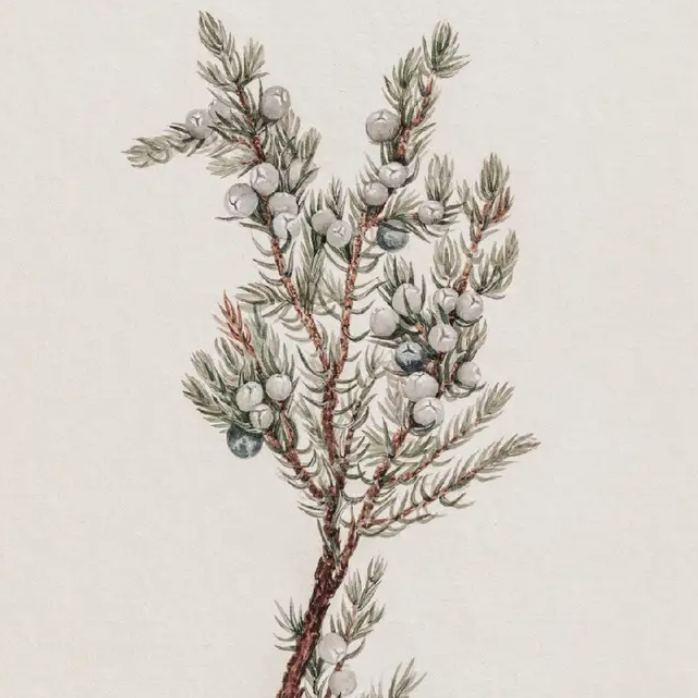 Vintage Juniper Print