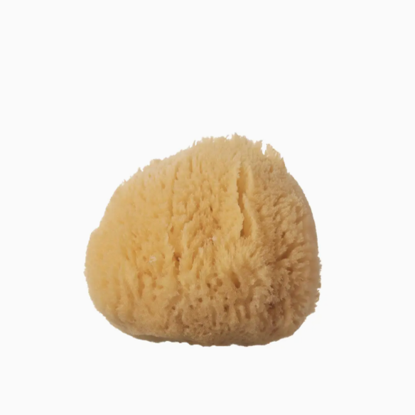 Sea Sponge | Small