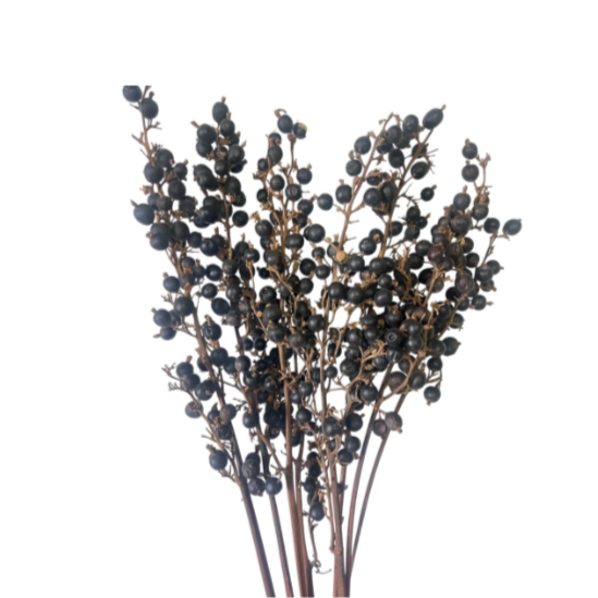 Black Berry Branches