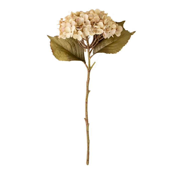 Heirloom Hydrangea Stem