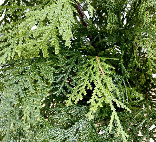 Fresh Touch Northorn White Cedar Tree | 48"
