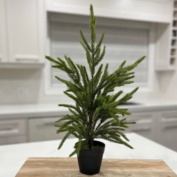 Fresh Touch Norfolk Pine Tree Potted